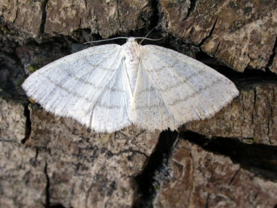 common white wave (Cabera pusaria) Kenneth Noble